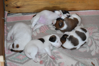 CHIOT 5